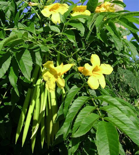 Yellow Tecoma Tree Live Plant In A 3 Gallon Pot Tecomaria Capensis