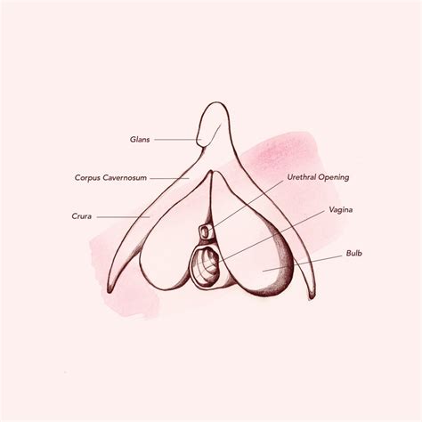 Vagina Anatomy Clitoris Fumble