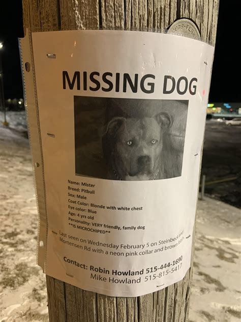 Lost Dog Poster Not Mine Ames