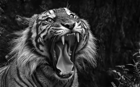 10 Top Black And White Tiger Wallpaper Full Hd 1920×1080 For Pc
