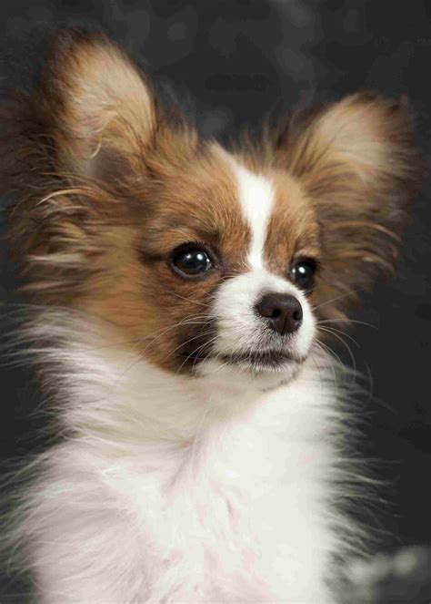 Information on papillon care, health, grooming, pap markings, frequently asked questions, puppy pictures. 55+ Vey Cute Papillon Puppy Photos And Images