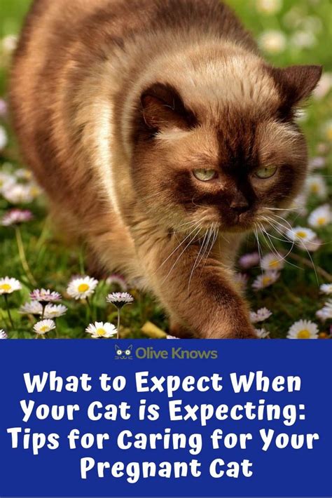 What To Expect When Your Cat Is Expecting Tips For Caring For Your