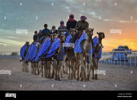 Camel Sand Track Hi Res Stock Photography And Images Alamy