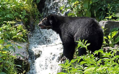spectacled, Bear, Brook, Waterfall Wallpapers HD / Desktop and Mobile ...