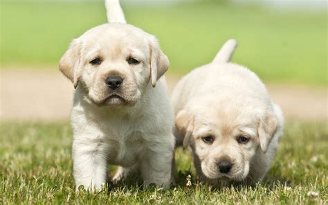 Download Wallpapers 4k Labradors Puppies Golden Retriever Cute Dog