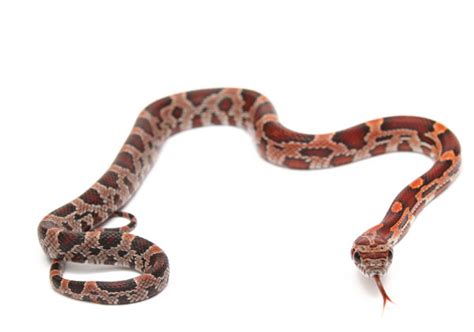 5 Great Beginner Pet Snakes - Reptiles Magazine