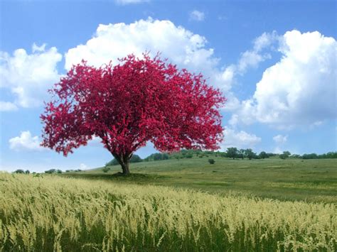 Beautiful Lone Tree In Fields