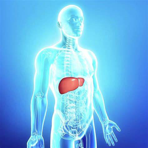 Male Liver Photograph By Pixologicstudioscience Photo Library Fine