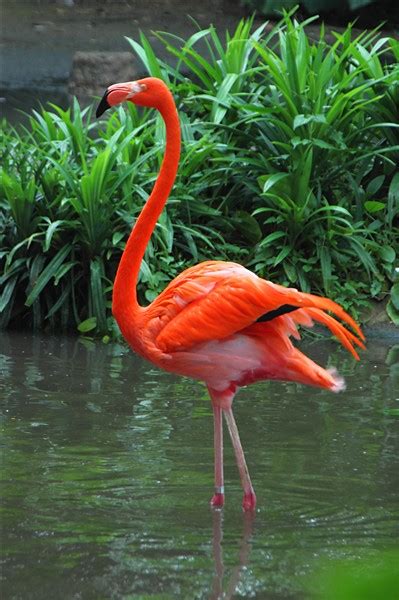 Caribbean Flamingo Flamingo Pictures Flamingo Pet Birds