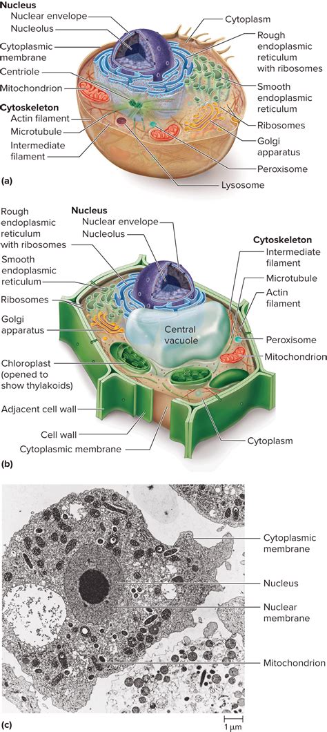 We did not find results for: Diagram of eukaryotic vs prokaryotic cell. TEM of ...
