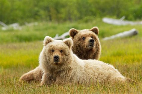 Bears Picture 1