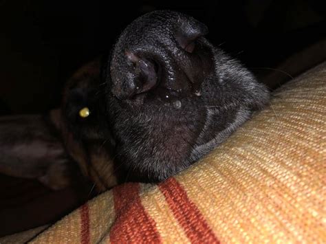 Crusty Nose With Lesion German Shepherd Dog Forums