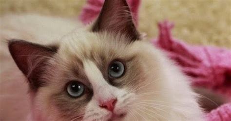 Pets We Love Top 10 Friendliest Cat Breeds