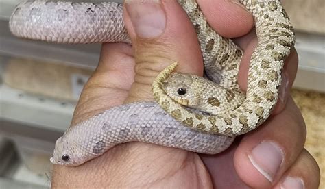 High End Hognose For Summerfall Northern Lights Reptile Imports