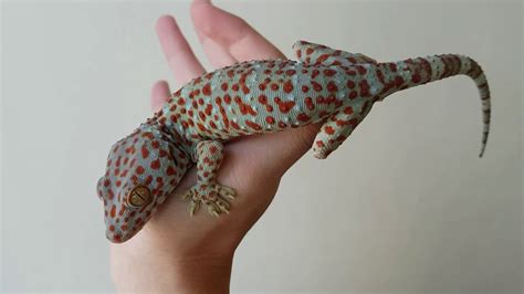 Males are slightly larger than females and have a prominent v. Wild type tokay gecko for sale (In korea) 1 - YouTube