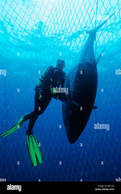 Bluefin Tuna Fishing Thunnus Thynnus Sardinia Italy Stock Photo Alamy