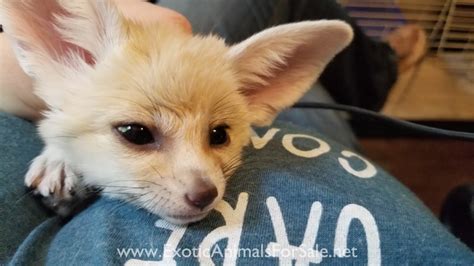 Male Fennec Fox For Sale