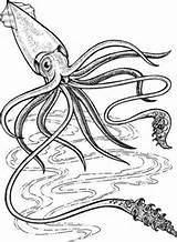 Squid Giant Coloring Pages Deep Ocean Sea Colossal 5e Printable Drawing Supercoloring Kraken Para Creature Colorear кальмар Tattoo Outline Animals sketch template