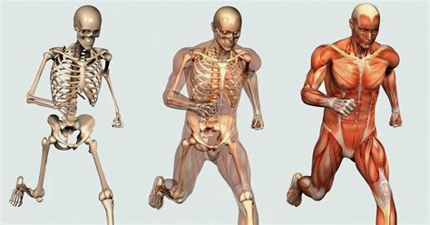 Optimal Bone And Muscle Formation Welcome To Bones And