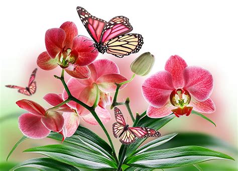 Butterflies Spring Flowers Orchids Hd Wallpaper Peakpx