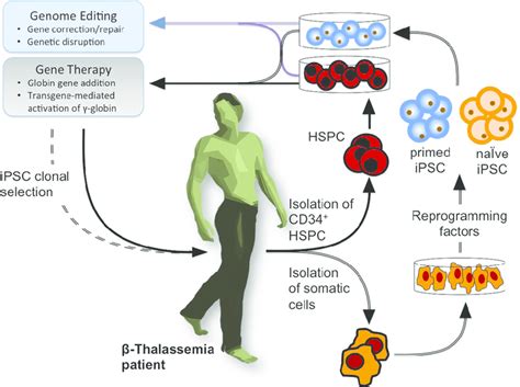 Gene Correction Of Beta Thalassemia Mutations Via Crisprcas9