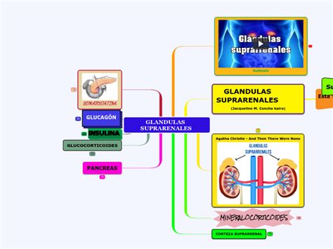 Glandulas Mind Map Sexiz Pix