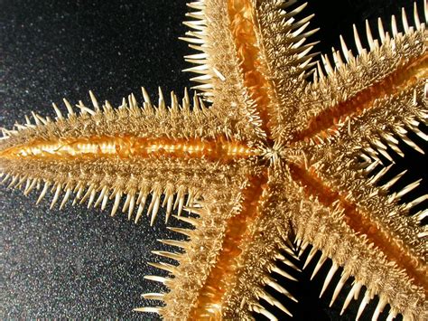 Spines Oral Spines Starfish