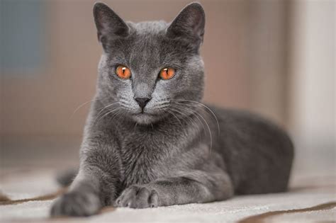 My russian blue cat, grace is patiently attempting to groom her eight week old kitten, clarice. The Angel of Cuteness: Russian Blue Cat Personality - Cat Appy