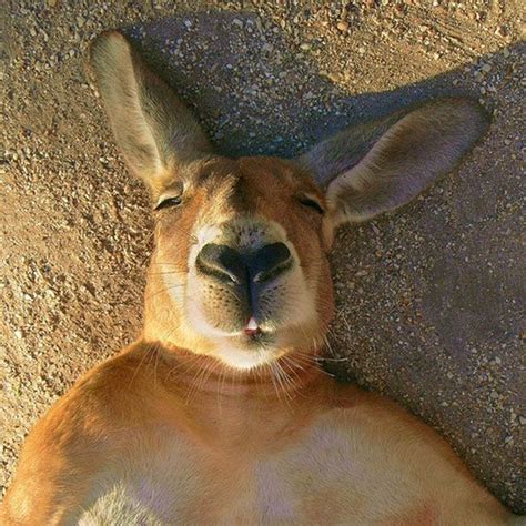 107 Animals Taking Selfies That Will Make You Smile Cute