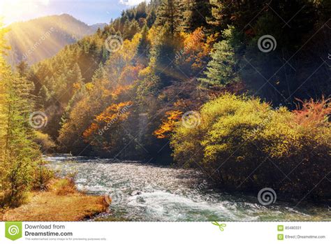 Beautiful Mountain River Among Fall Woods Autumn Landscape Stock Image