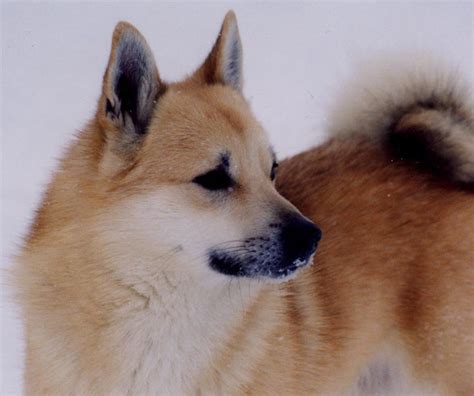 Meet The Norwegian Buhund—dog Of The Vikings American Kennel Club