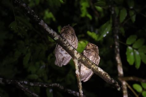 Status konservasi spesies ini adalah rentan. Celepuk Rinjani, Mengenal Burung Hantu Kecil dari Lombok : Mongabay.co.id