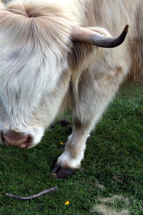 I like to take pictures. Long haired #cow - #Northumberland | Zoo animals, Farm ...
