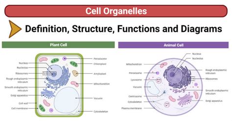 Cell Organelles Plant Animal Structure Functions Diagrams