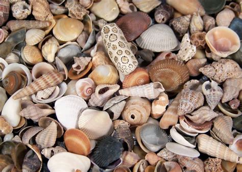 Small Seashells Stock Photo Image Of Colorful Fluted 20257622