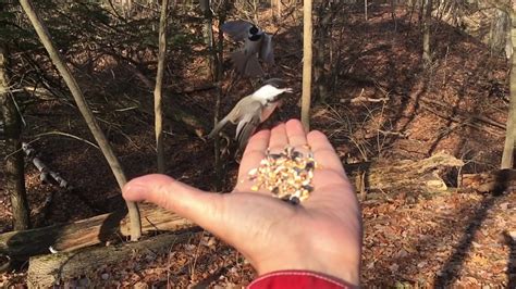 Feeding Wild Birds By Hand Slowmo Youtube