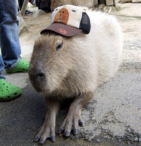 Capybara With Cap🧢 Капибара Забавные зверюшки Милые животные