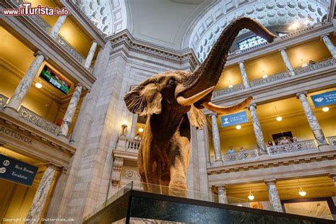 National Museum Of Natural History Washington Dc Cosa Vedere Guida