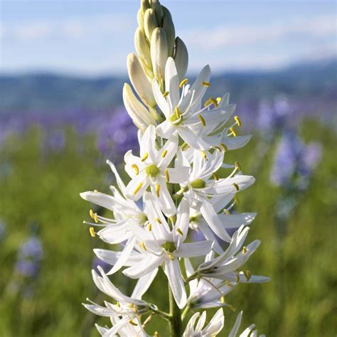 Starry White Camassia Bulbs For Sale Online Sacajawea Easy To Grow