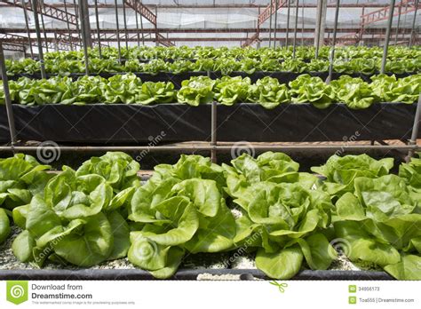 Hydroponics Vegetable Farming Stock Image Image Of