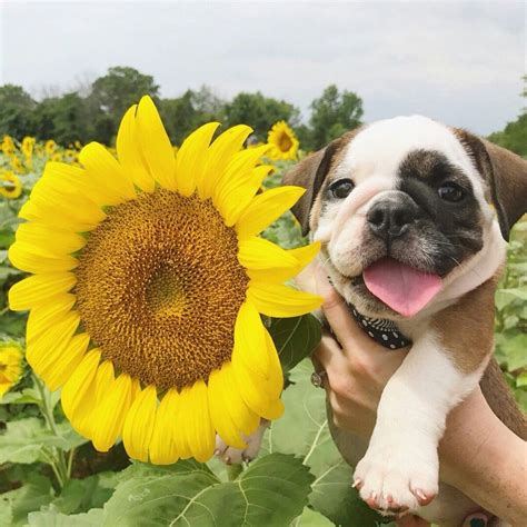 Sunflowers Make Nellie Smile Dog Rates Cute Dog Pictures Cute Animals