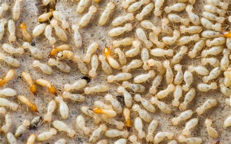 How To Identify And Eradicate Desert Termites Phoenix Arizona