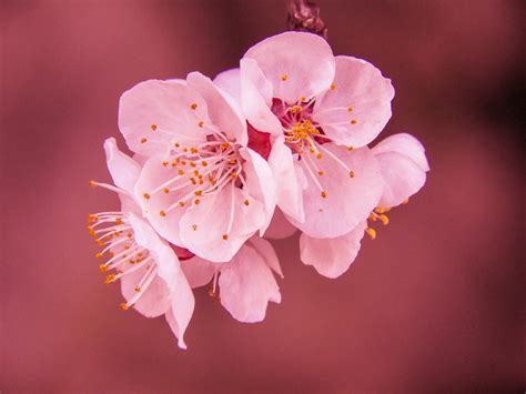 Selective Focus Photography Of Pink Cherry Blossom Flower · Free Stock
