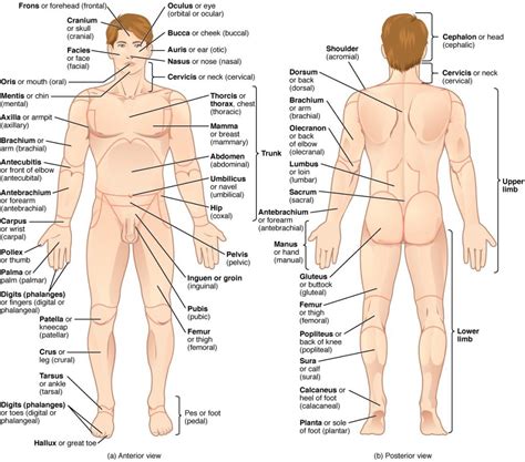 Anatomical Terminology Fundamentals Of Anatomy And Physiology