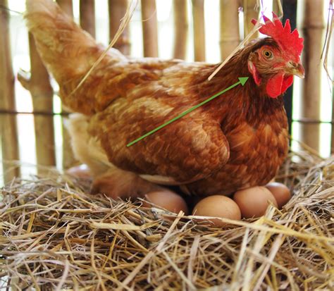 What Color Eggs Do Chickens Lay Small Pet Select