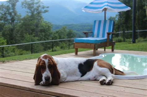 Our Wilma Lounging By There Pool ️ Basset Hound Dog Basset Puppies
