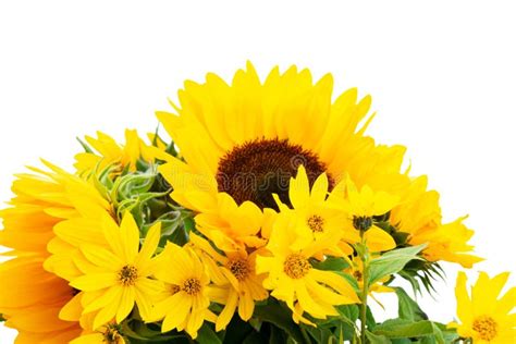 Sunflowers On White Stock Image Image Of Black Blooming 157508793
