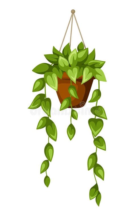 Photo About Vector Illustration Of Green Houseplant In A Pot Isolated