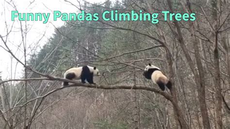 Pandas Climbing Trees Funny Panda Clips Youtube