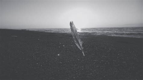 Feather In The Beach By Zedlord Art On Deviantart